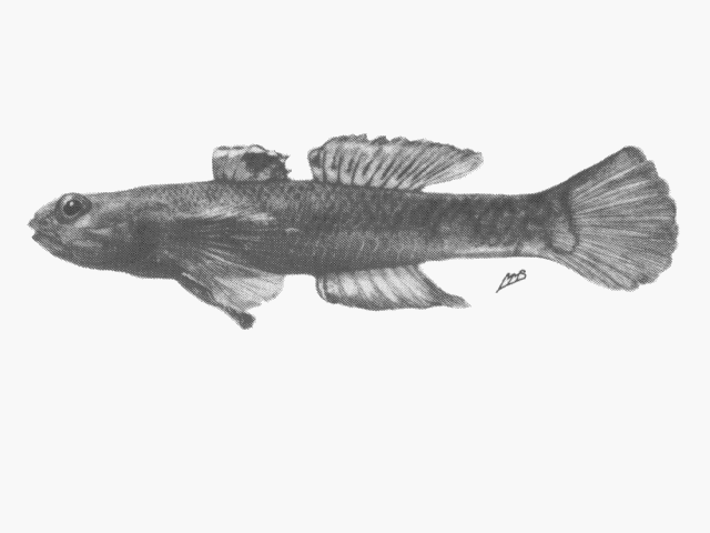 (Mugilogobius Smitt, 1899) Род КЕФАЛЕБЫЧКИ 34 вида